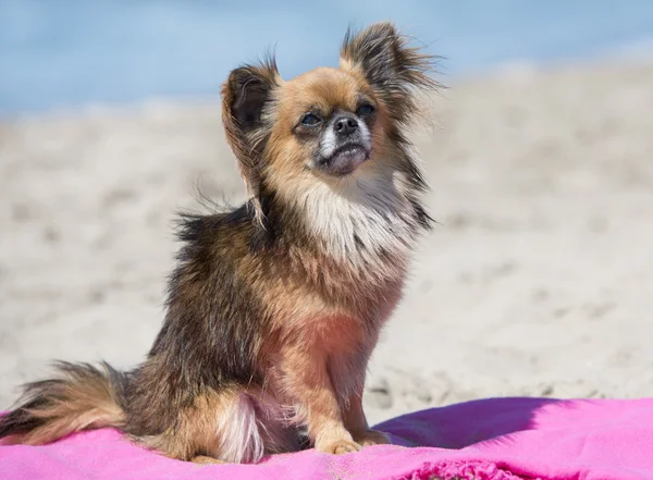 Chihuahua na praia — Fotografia de Stock