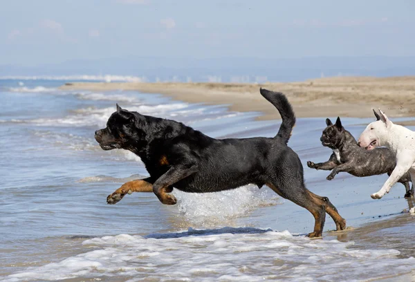 Dogs running on the beach — Stock Photo, Image