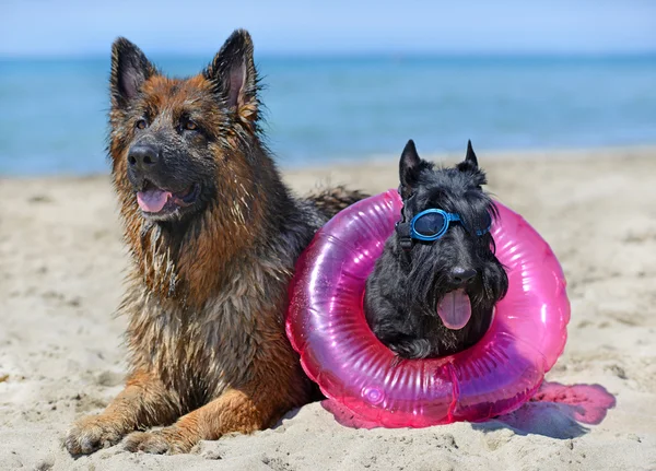 Hundar på stranden — Stockfoto
