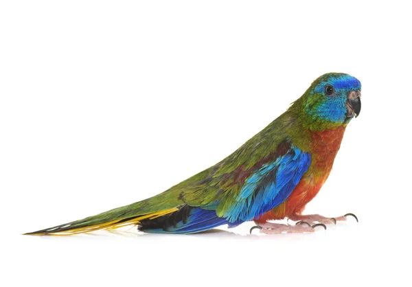 Turquoise parrot in studio — Stock Photo, Image