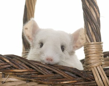 Chinchilla Studio