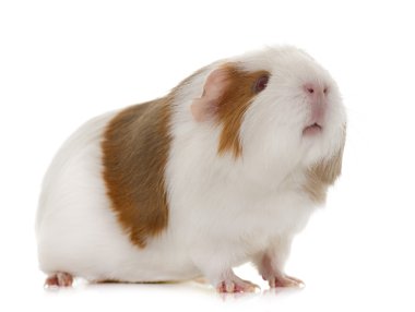 eskiden şiling şimdi domuz Studio