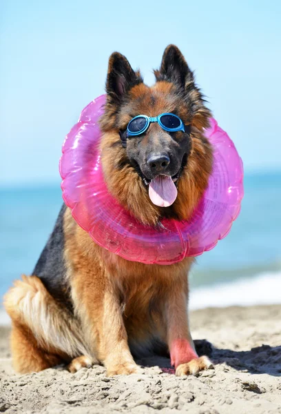 Pastor alemán en la playa — Foto de Stock