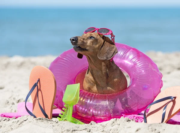 Dachshund sur la plage — Photo