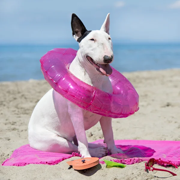 Bull terrier na pláži — Stock fotografie