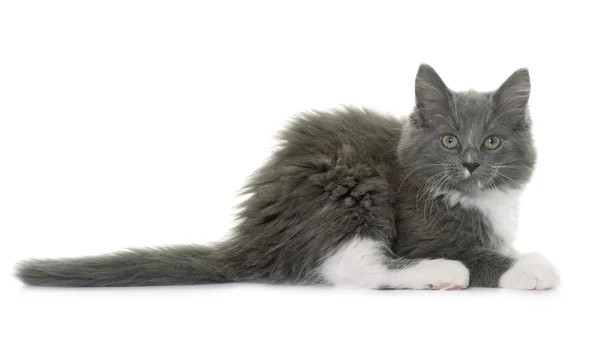 Maine coon gatinho — Fotografia de Stock