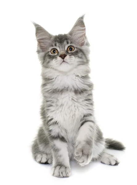 Maine coon gatito — Foto de Stock