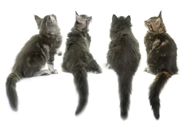 Maine coon gatito — Foto de Stock