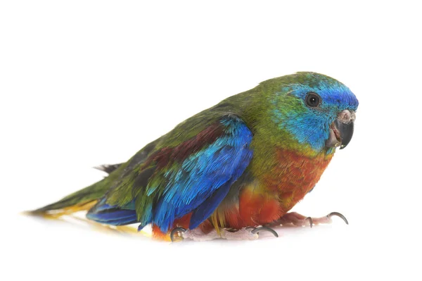 Turquoise parrot in studio — Stock Photo, Image