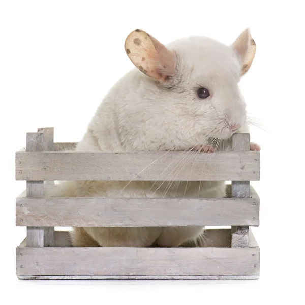 Chinchilla in studio — Stockfoto