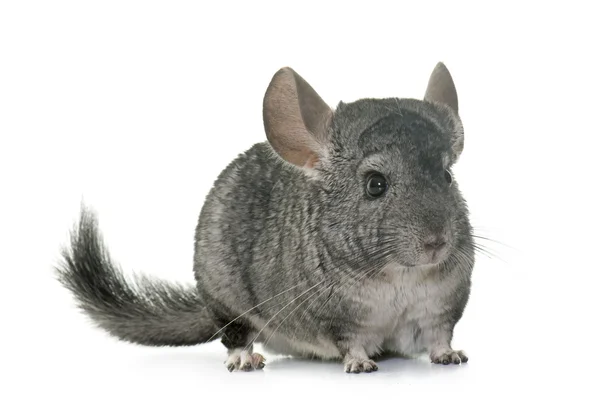 Chinchilla in studio — Stockfoto