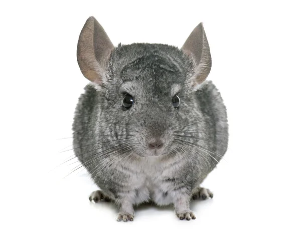 Chinchilla i studio — Stockfoto