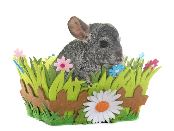 Chinchilla in studio — Stock Photo, Image