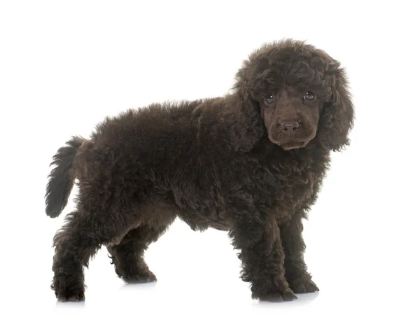 Cachorro poodle marrom — Fotografia de Stock