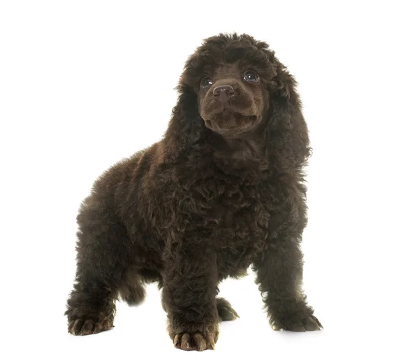 Puppy brown poodle — Stock Photo, Image