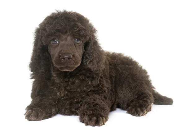 Puppy brown poodle — Stock Photo, Image