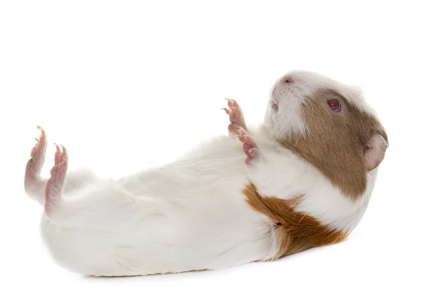 Guinea pig in studio Stock Image