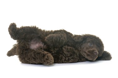 köpek yavrusu kahverengi fino köpeği