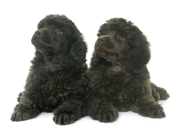 Cachorros poodles marrons — Fotografia de Stock