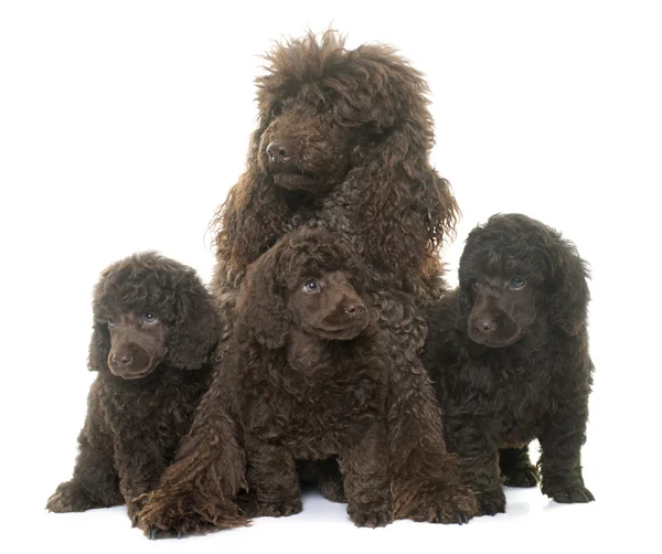 Cachorros e mãe poodles marrons — Fotografia de Stock