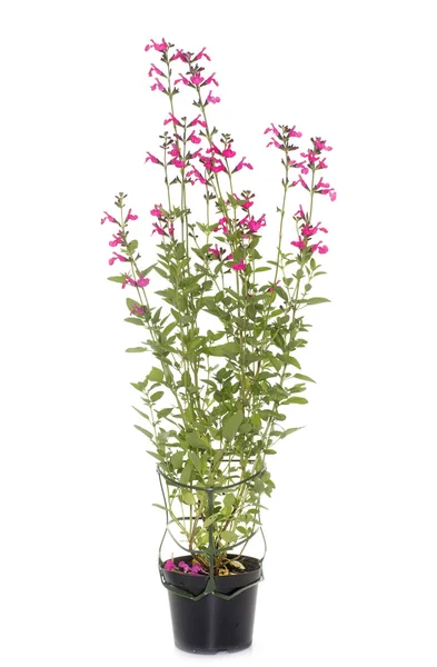 Salvia microphylla em estúdio — Fotografia de Stock