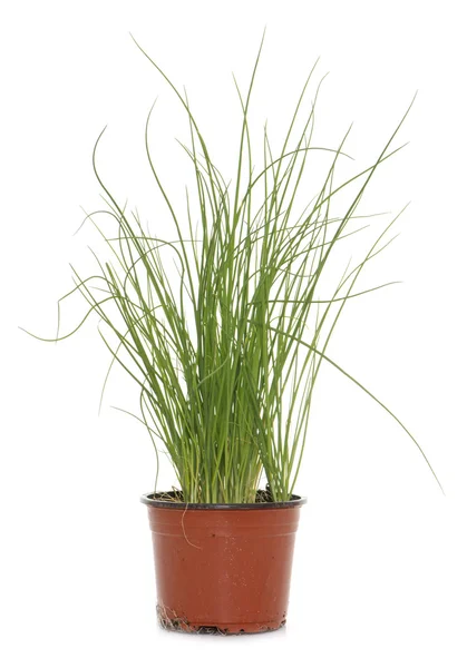 Chives in pot — Stock Photo, Image