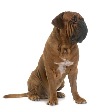 Dogue De Bordeaux