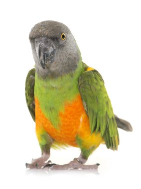 Senegal parrot Studio