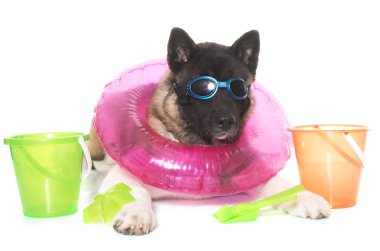 genç Amerikalı akita