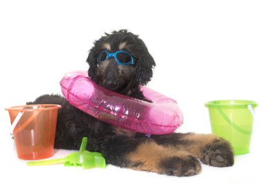 köpek yavrusu Afgan Tazısı