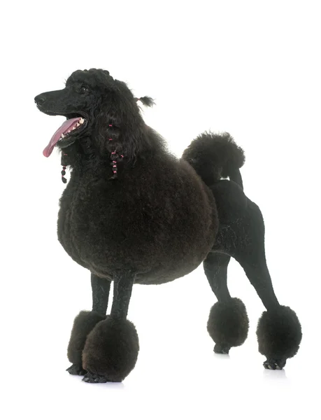 Poodle preto padrão — Fotografia de Stock