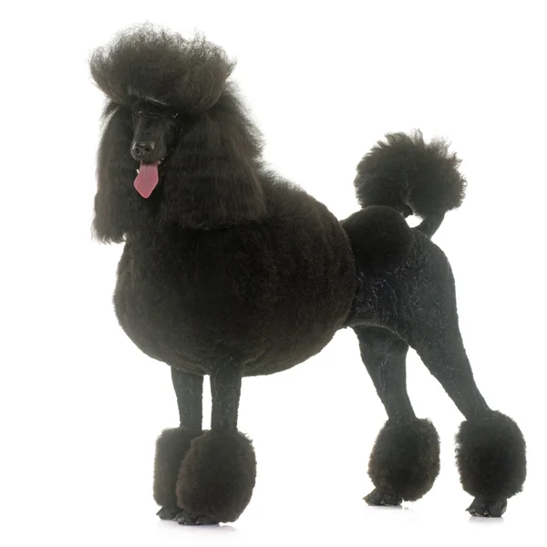 Poodle preto padrão — Fotografia de Stock