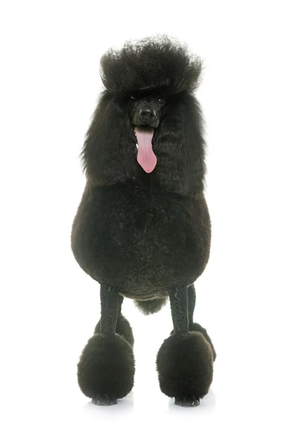 Poodle preto padrão — Fotografia de Stock