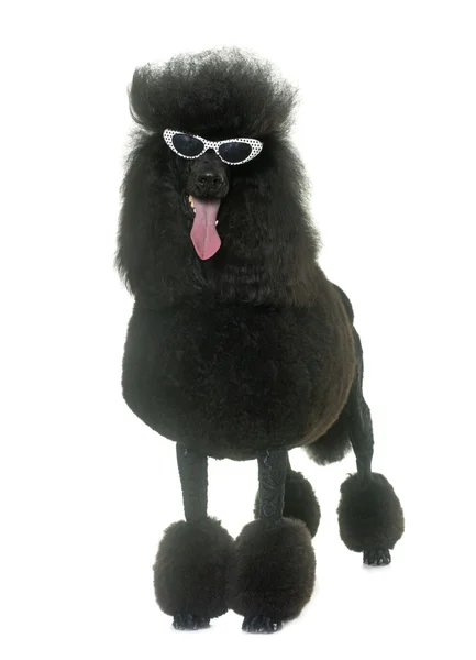 Poodle preto padrão — Fotografia de Stock