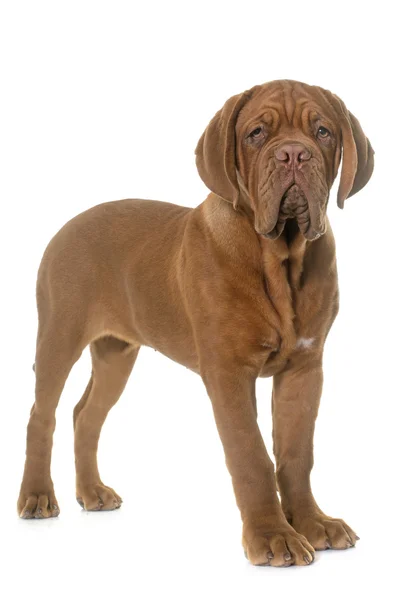 Cachorrinho dogue de bordeaux — Fotografia de Stock