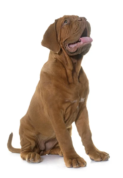 Köpek yavrusu Dogue de Bordeaux — Stok fotoğraf