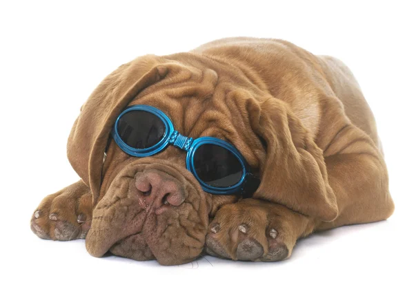 Valp Dogue de Bordeaux — Stockfoto