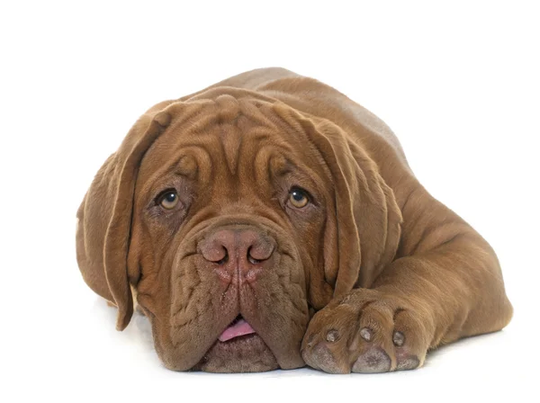 Κουτάβι Dogue de Bordeaux — Φωτογραφία Αρχείου