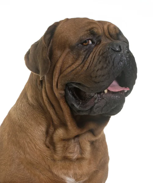 Dogue De Bordeaux — Stok fotoğraf