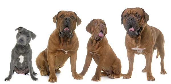 Dogue de Bordeaux and staffie — Stock Photo, Image