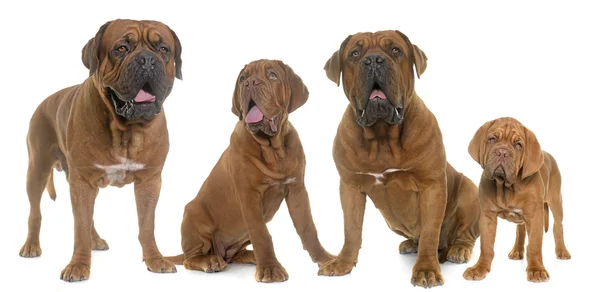 Dogue de bordeaux familj — Stockfoto