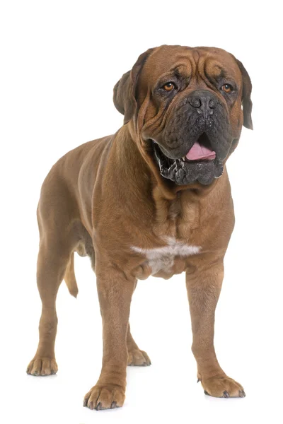 Dogue de bordeaux — Zdjęcie stockowe