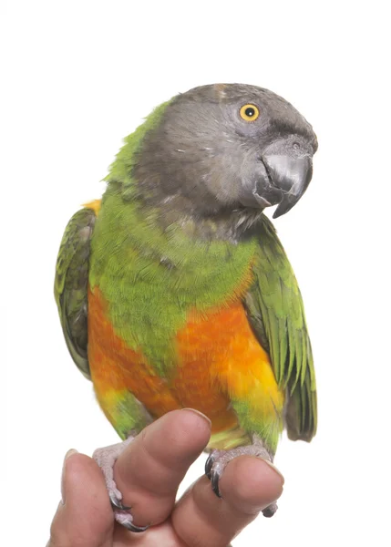 Papagaio do Senegal em estúdio — Fotografia de Stock