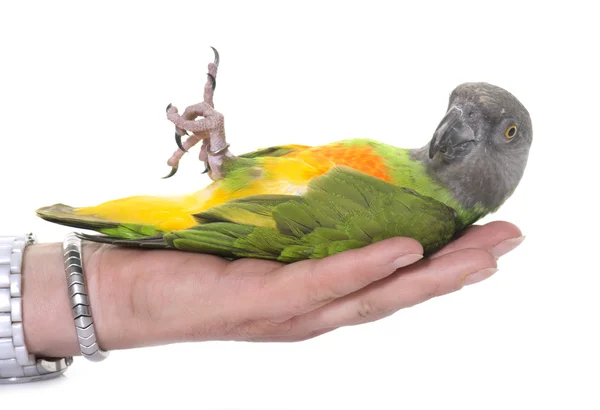 Senegal papegaai in studio — Stockfoto