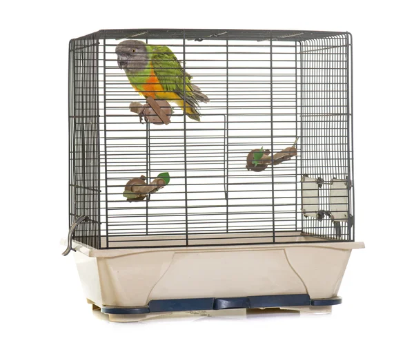 Pappagallo Senegal in gabbia per uccelli — Foto Stock