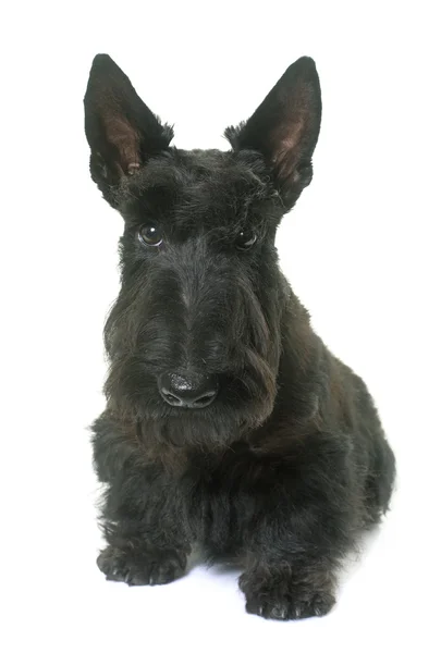 Junger Schottischer Terrier — Stockfoto