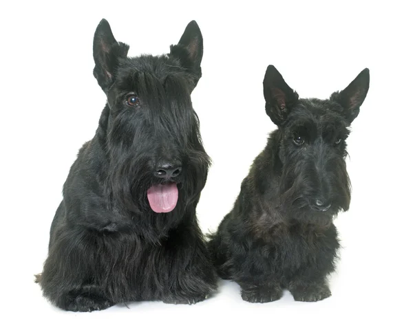 Due terrier scozzesi — Foto Stock