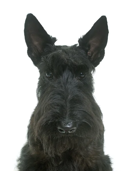 Jeune écossais terrier — Photo