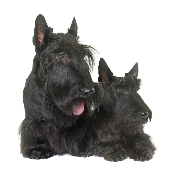 Dwa scottish terrier — Zdjęcie stockowe