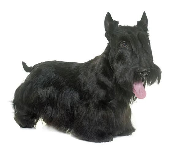 Junger Schottischer Terrier — Stockfoto